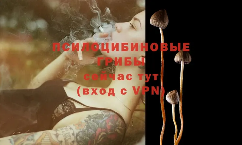 МЕГА ссылки  Новотроицк  Галлюциногенные грибы Psilocybine cubensis 